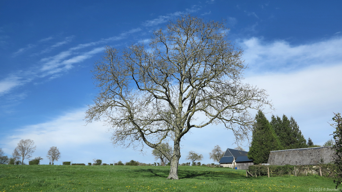 Gancourt Saint Etienne (Arbre)