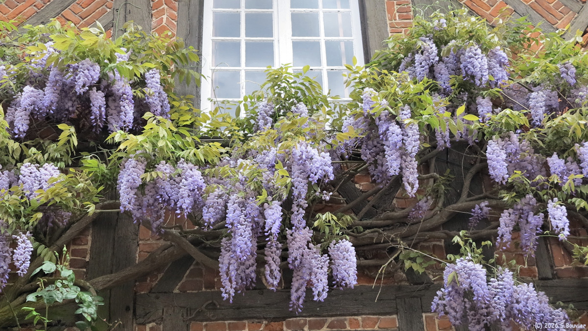 Gerberoy (Glycine)