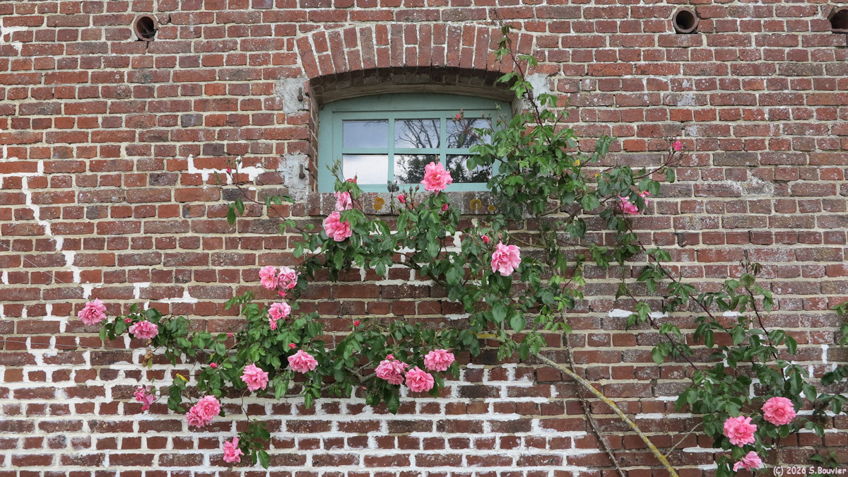 Gerberoy (Rosier)