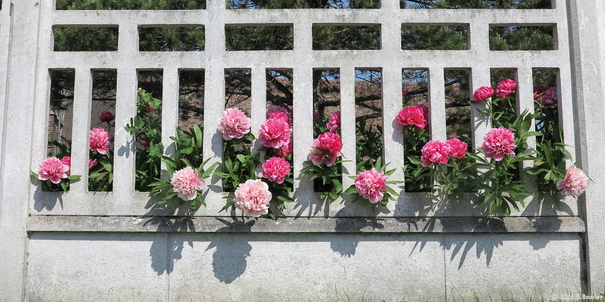 Hannaches (Pivoines)