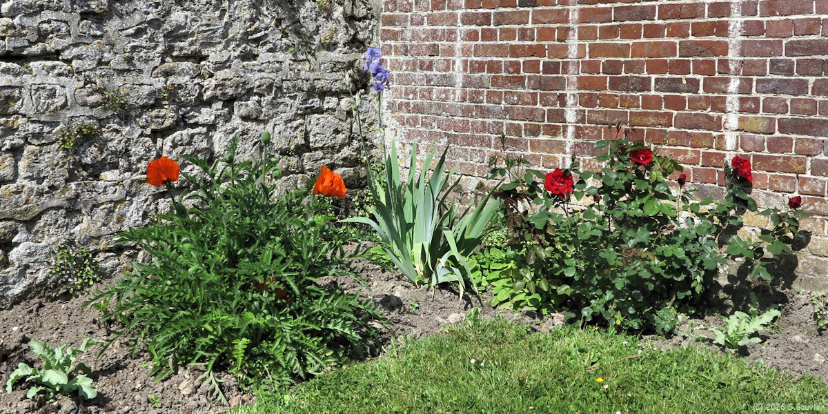 Hannaches (Fleurs)