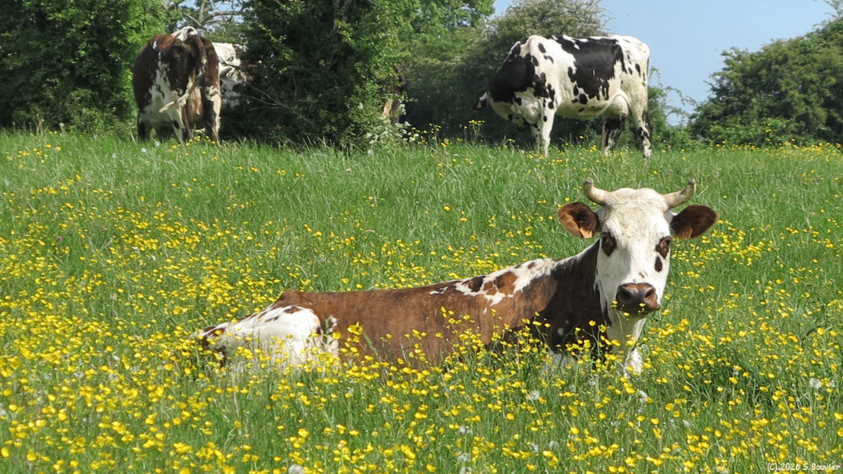 Hannaches (Vaches)