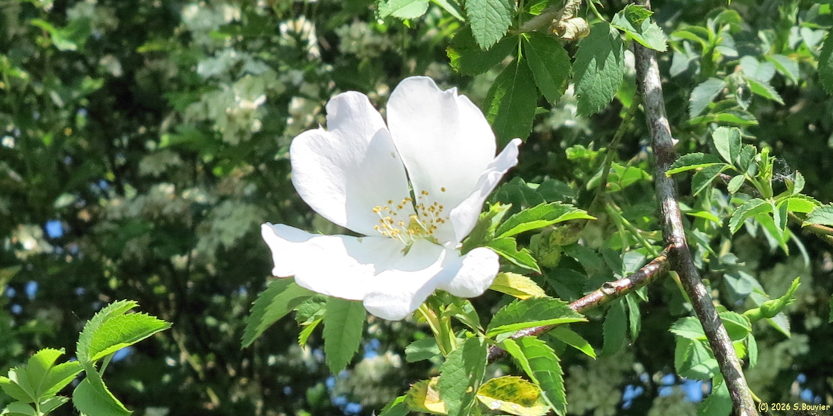 Senantes (Eglantine 1)