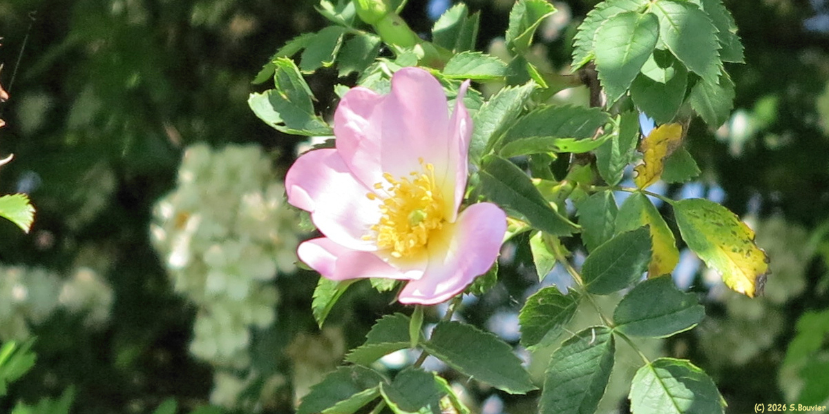 Senantes (Eglantine 2)