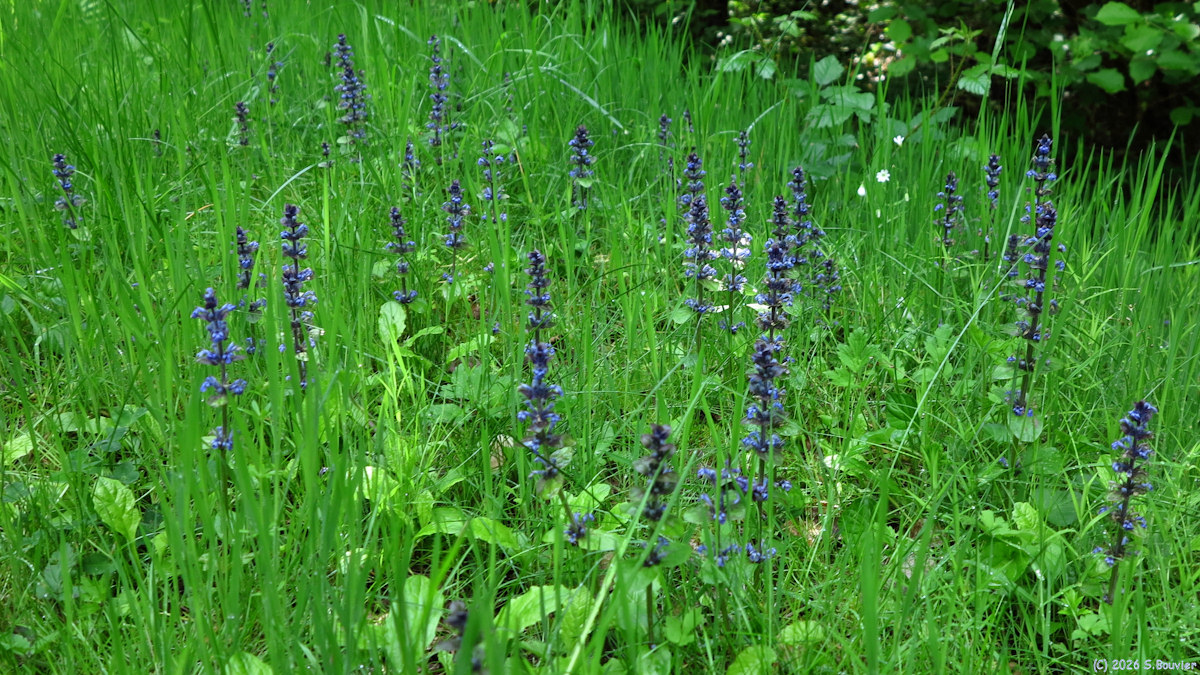 Blacourt (Bugle rampante)