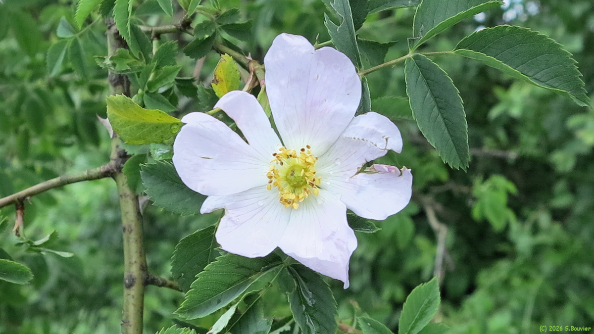 Senantes (Eglantine)