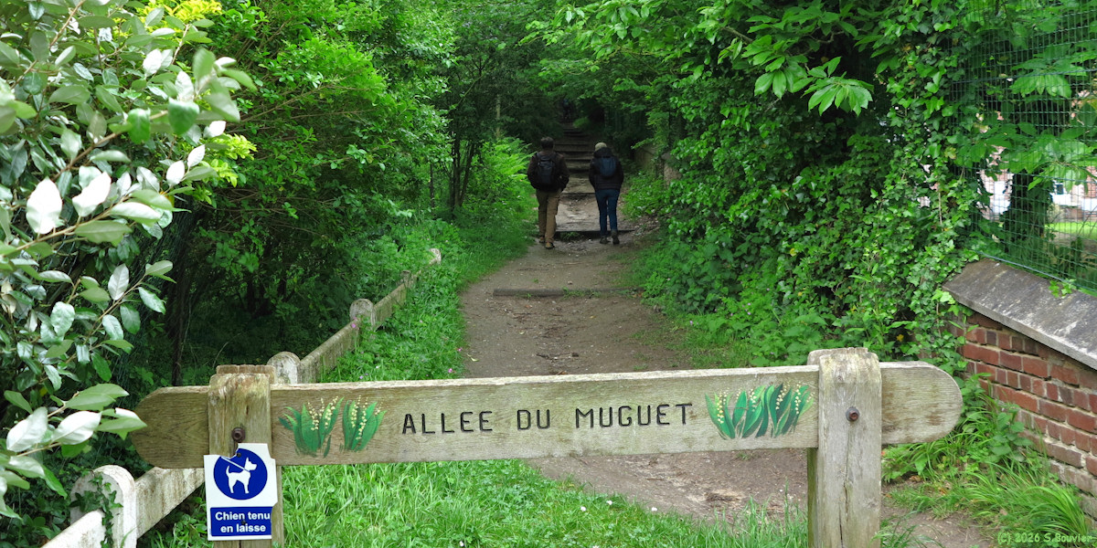 Bois de Cise (Allée)