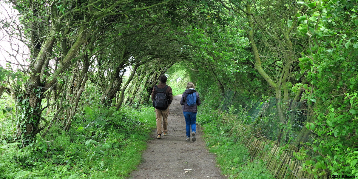 Bois de Cise (Chemin 2)
