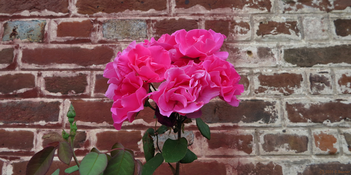 Lachapelle aux Pots (Roses 1)
