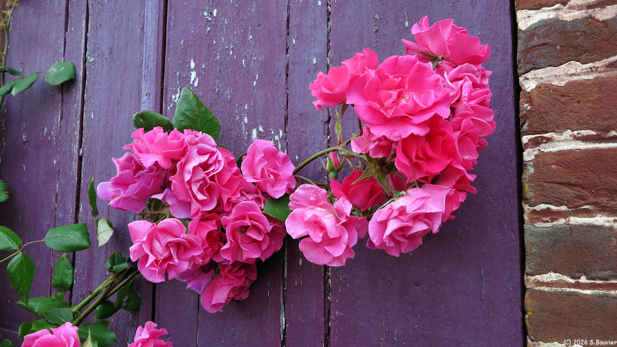 Lachapelle aux Pots (Roses 2)
