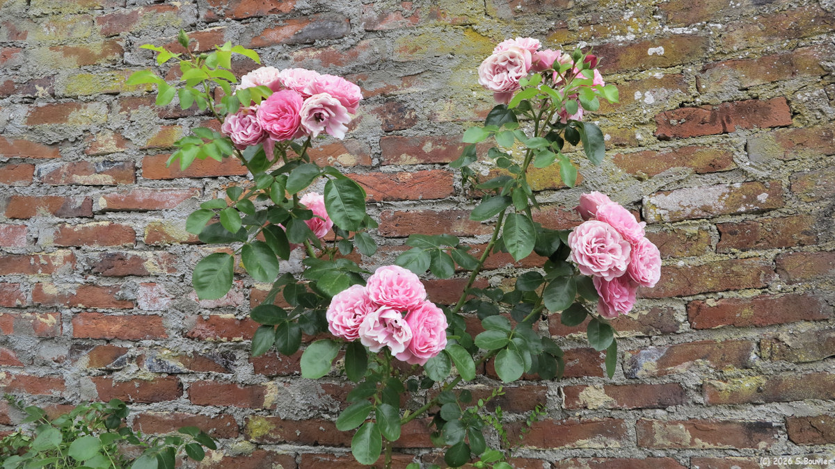Saint Paul (Roses 1)