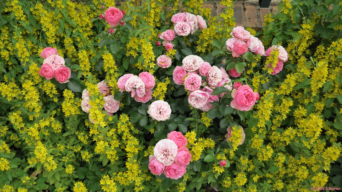 Saint Paul (Roses 2)