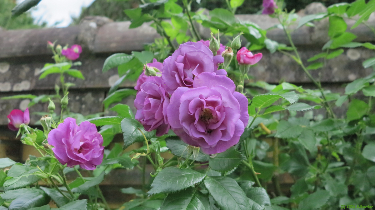 Saint Paul (Roses 3)