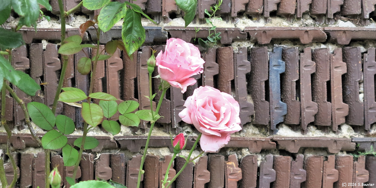 Saint Germain la Poterie (Mur 2)