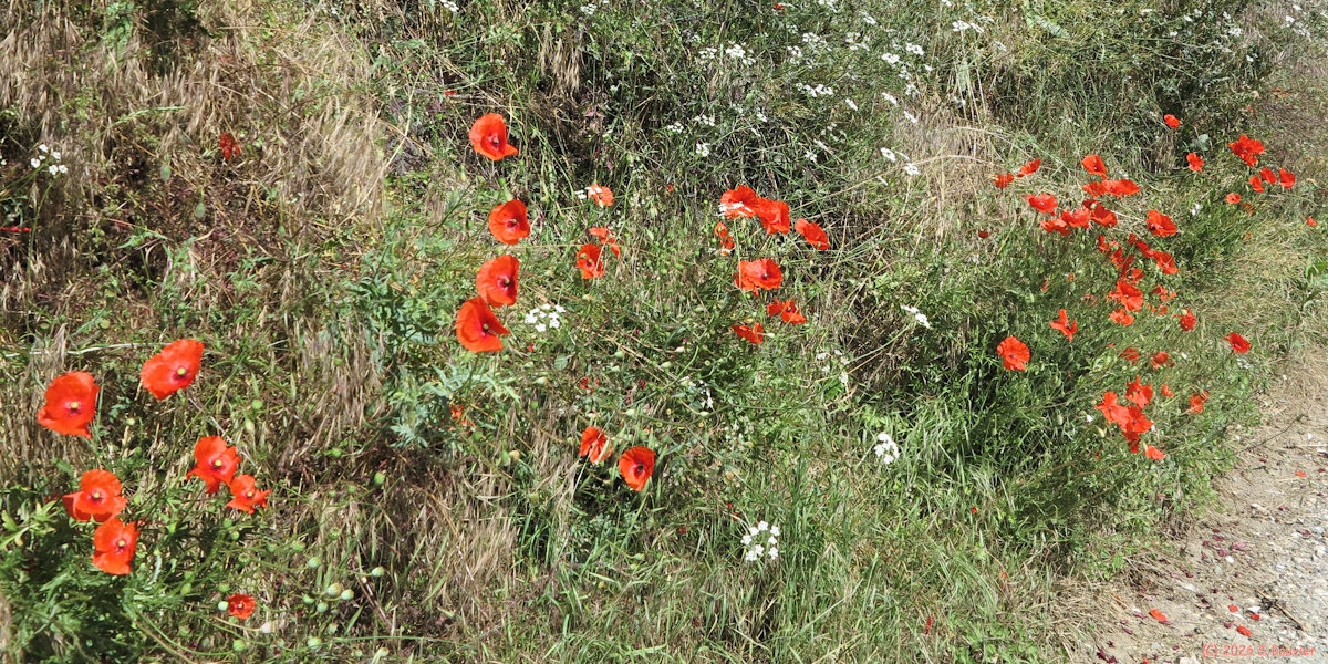Goincourt (Coquelicots)
