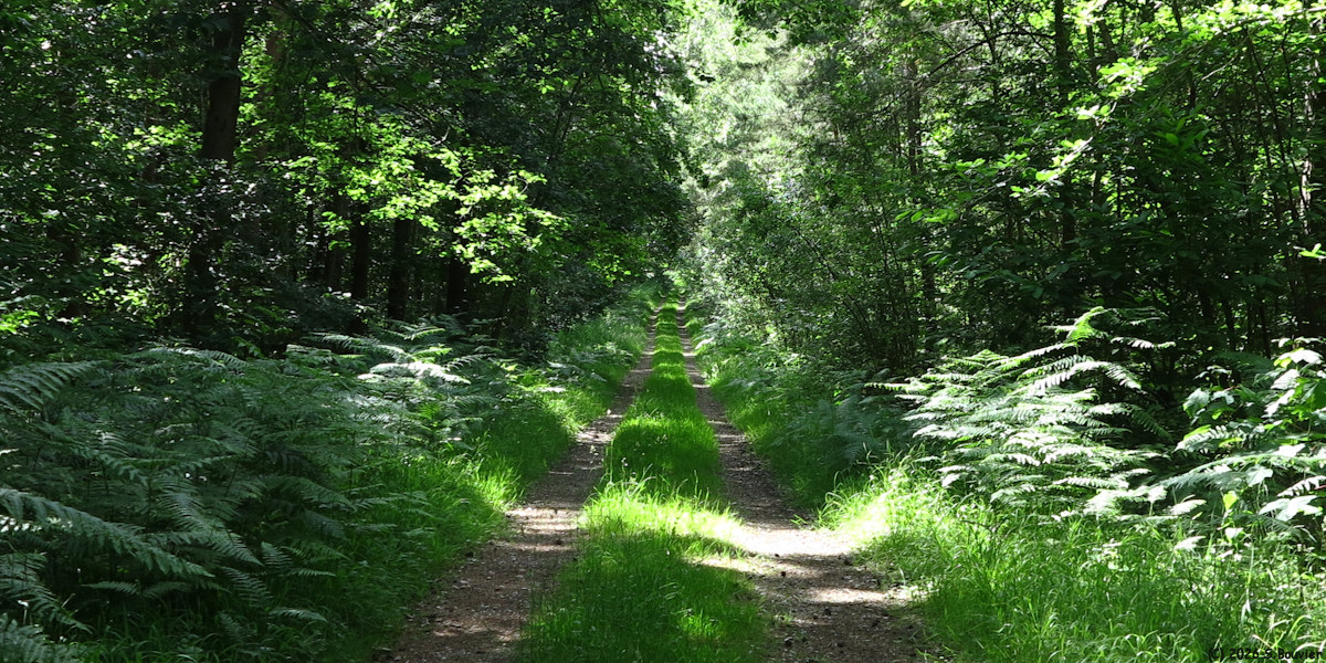 Aux Marais (Chemin 8)