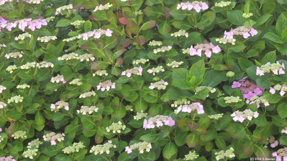 Eu (Hydrangea)