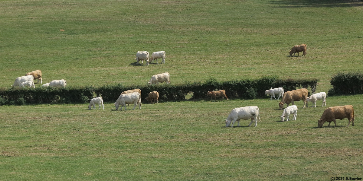 Eu (Vaches)