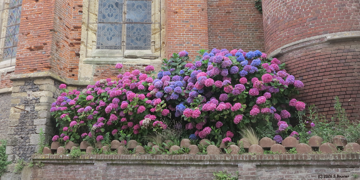 Ault (Hortensias)