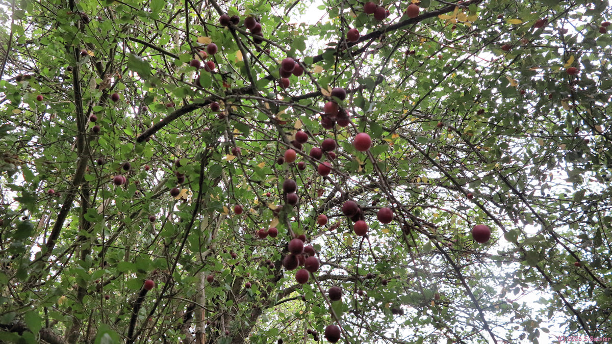 Berneuil en Bray (Prunes)