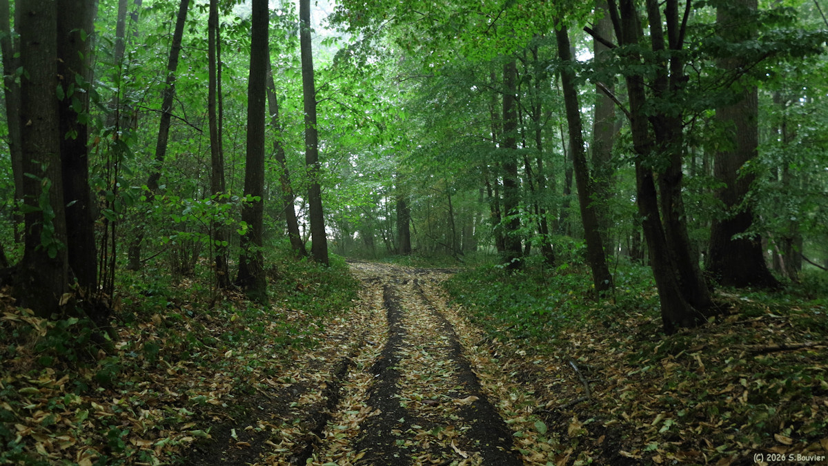 Berneuil en Bray (Bois)