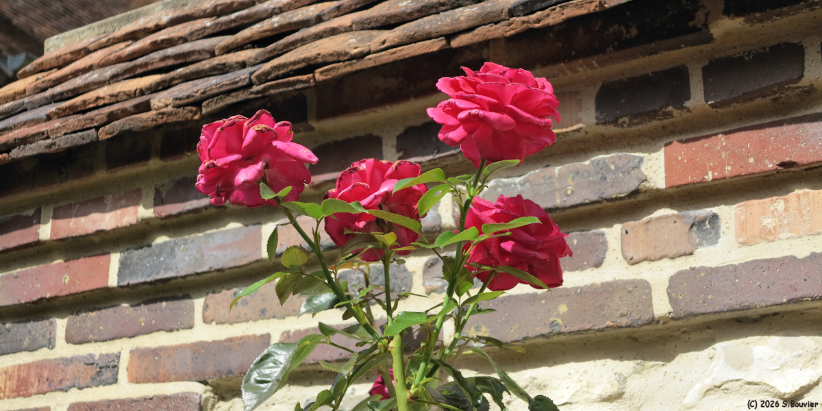Berneuil en Bray (Roses)
