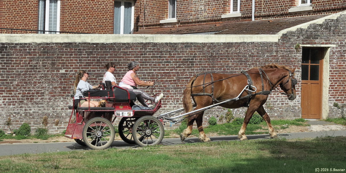 Berneuil en Bray (Attelage)