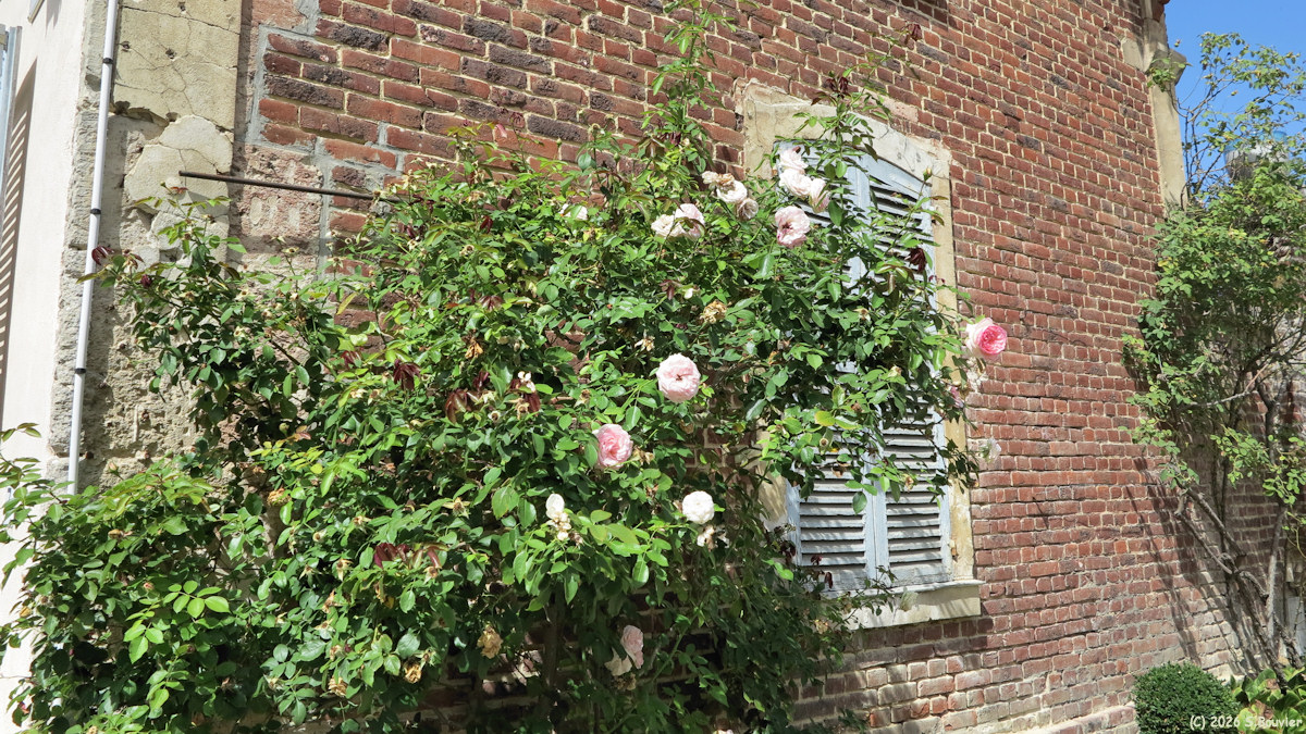 Silly-Tillard (Roses 1)