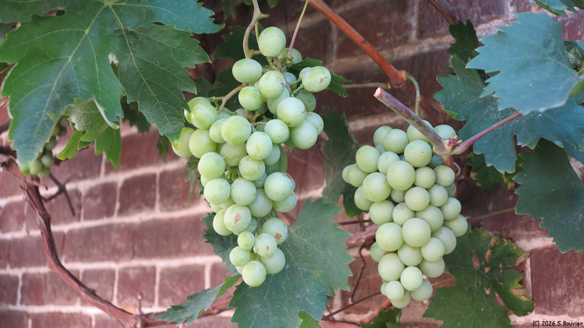Silly-Tillard (Raisin)