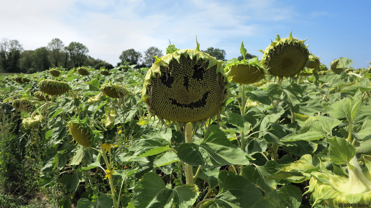 Silly-Tillartd (Tournesol 1)