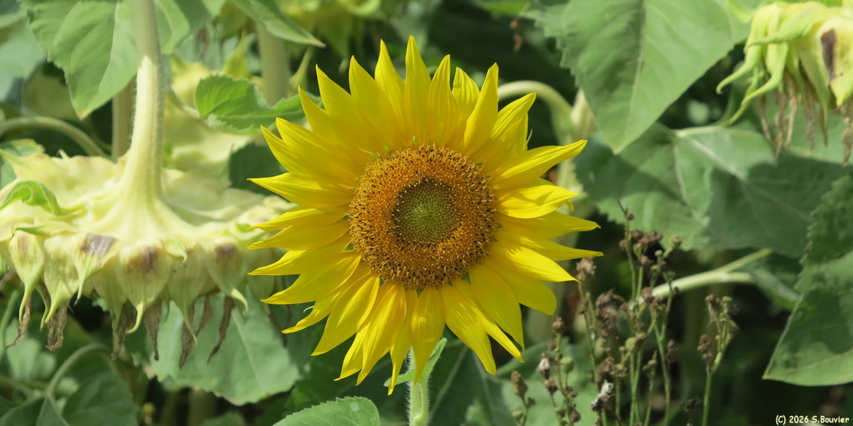 Silly-Tillartd (Tournesol 2)