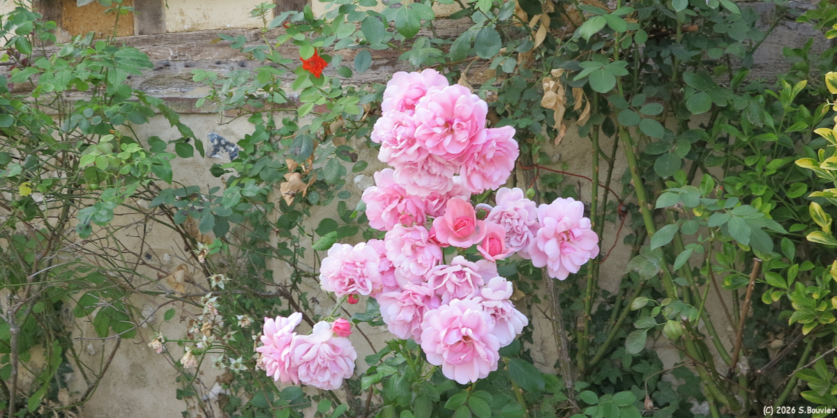 Silly-Tillartd (Roses 2)