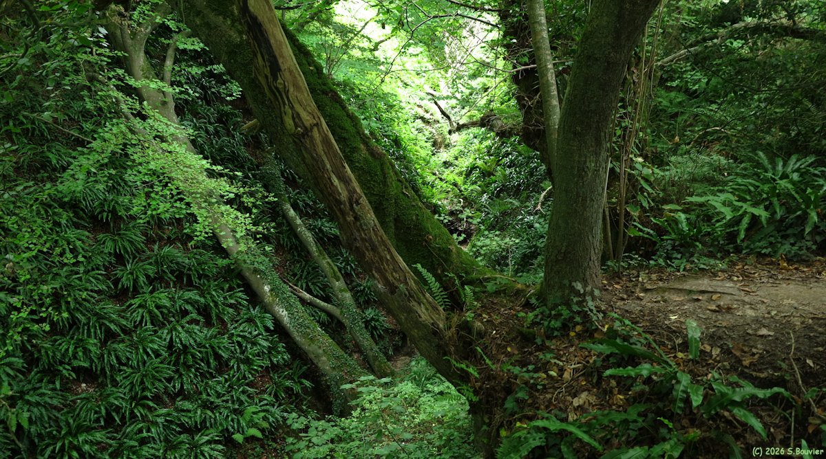 Varengeville sur Mer (Gorge 2)
