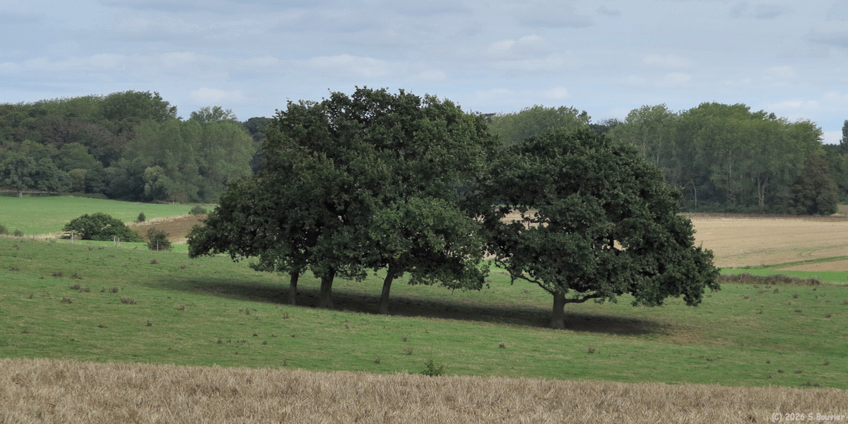 Varengeville sur Mer (Arbres)