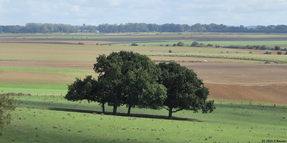 Varengeville sur Mer (Arbres)