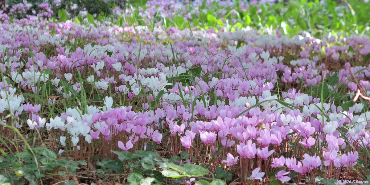 Sainte Marguerite sur Mer (Cyclamen)