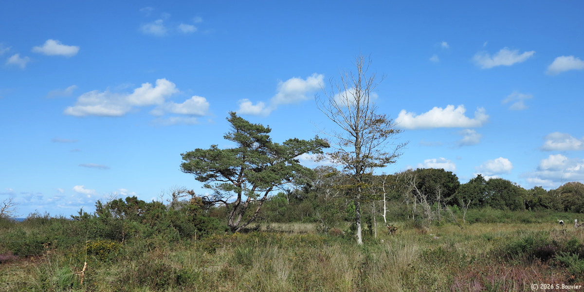 Sainte Marguerite sur Mer (Lande)