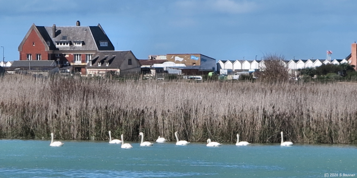 Quiberville (Cygnes)