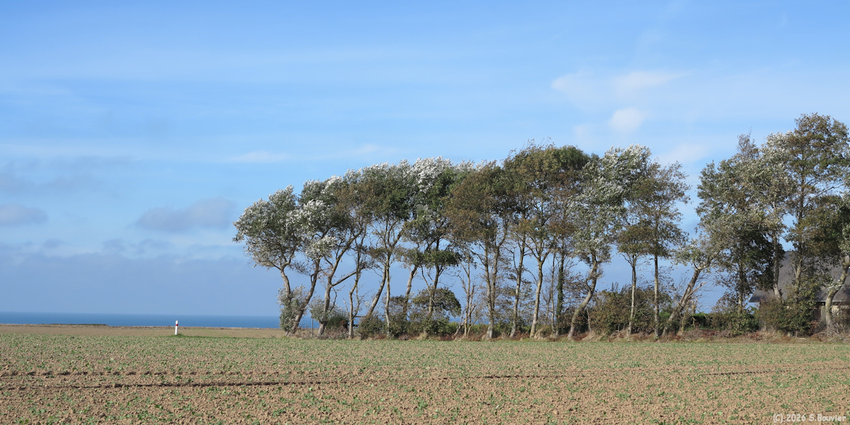Sotteville sur Mer (Arbres)