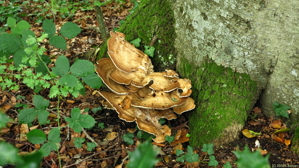 Saint Pierre le Vieux (Champignon)