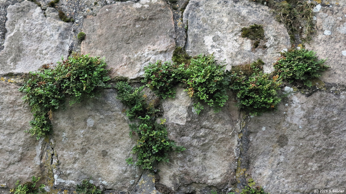 La Gaillarde (Mur)