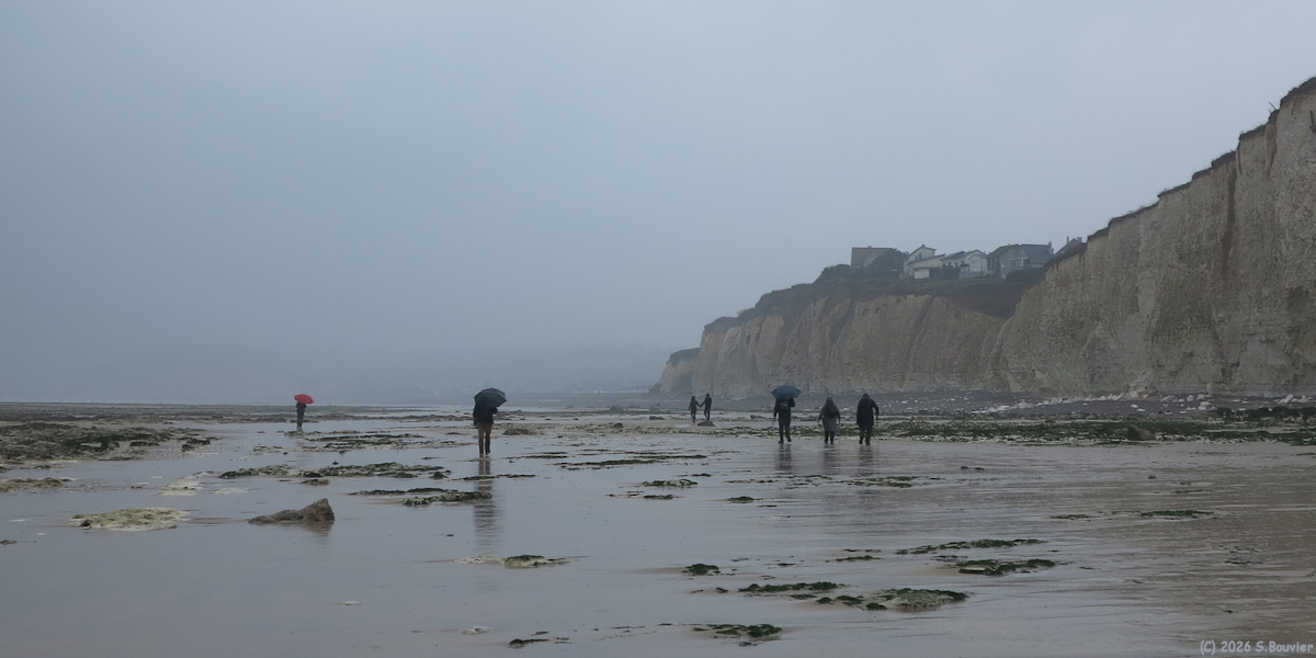 Quiberville (Estran)