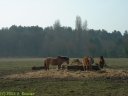 Marquenterre (Chevaux Henson)