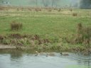 Eaulne (canards)