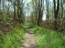 Bois de l'Ailly