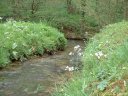 Imbleville (Ruisseau)