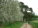 Beauval en Caux (Pommeraie)