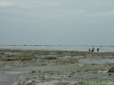 Pêcheurs à Pied