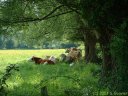 Plessis (Vaches)