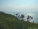 Criel sur Mer (Fleurs)